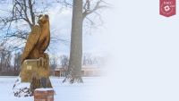 HACC-Zoom-Background-Snowy-Hawk