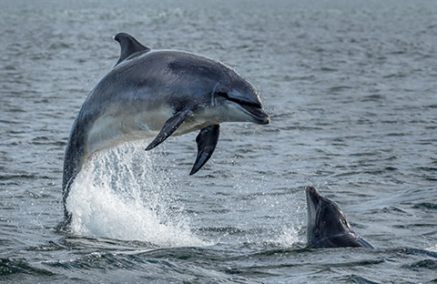Cape May- Whales in Ocean