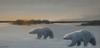 "Polar Bears" by Roger Parsels
