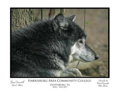 "Gray Overwatch," by Chuck Rineer